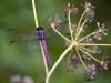 Background: Purple Dragonfly