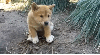 dingo puppy