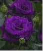 purple lisianthus