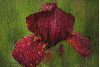 red iris