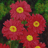 red daisies
