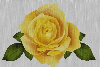 yellow rosa