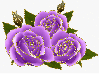 purple rosas