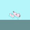 piglets are swimming