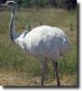 albino ostrich