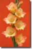 orange gladiolus
