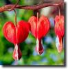 red dicentra