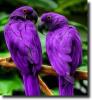 purple parrots
