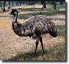 black emu