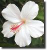 white hibiscus
