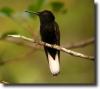 Fekete jakobinuskolibri-Florisuga fusca