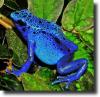 Kék nyílméregbéka-Dendrobates azureus