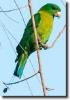 Aranyzöld papagáj-Prioniturus discurus