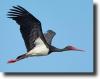 Fekete gólya-Ciconia nigra