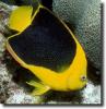 fish-Holacanthus tricolor
