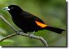 Flamed rumped tanager