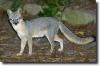 grey fox-Urocyon cinereoargenteus