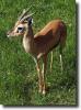 vörös gazella-Eudorcas rufina