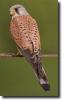 vörös vércse-Falco tinnunculus