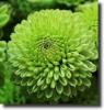 green chrysanthemum