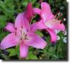 Pink lily