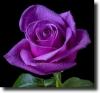 Purple rosa