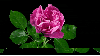 pink flower opens