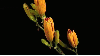 orange lily opens