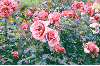 pink rosas in the rain
