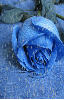 blue rosa in the rain