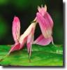 pink orchidea manta