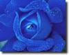 Blue rosa