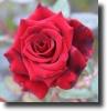 Red rosa