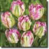 Colored parrot tulips