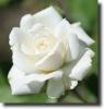 white rosa