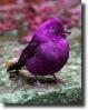 purple bird