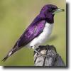 Purple swallow