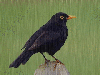 Blackbird in  the rain