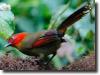 Red-faced liocichla