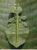 Óriás vándorló levél-Phyllium giganteum in the rain