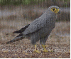 Szürke vércse-Falco ardosiaceus in the rain