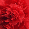 red dianthus