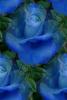blue rosa background