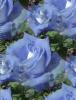 blue rosa background