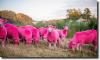 pink sheeps