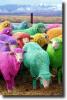 multicolored sheep