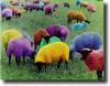 multicolored sheep
