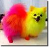 multicolored dog