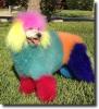 multicolored dog