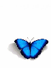 color changed butterfly